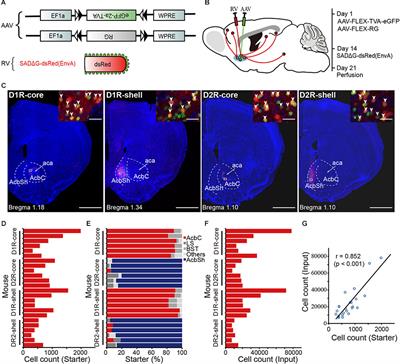 Cell-Type-Specific Afferent Innervation of the Nucleus Accumbens Core and Shell